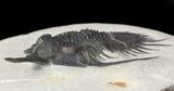 Spiny Psychopyge Trilobite - Short Snout Species #65825-4
